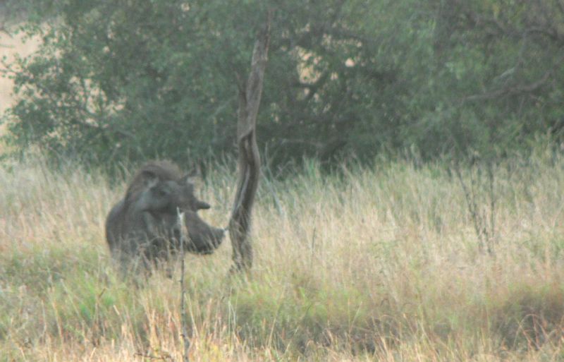 JAR 224_prase.JPG - Prase bradavičnaté se obrací a připravuje se...
